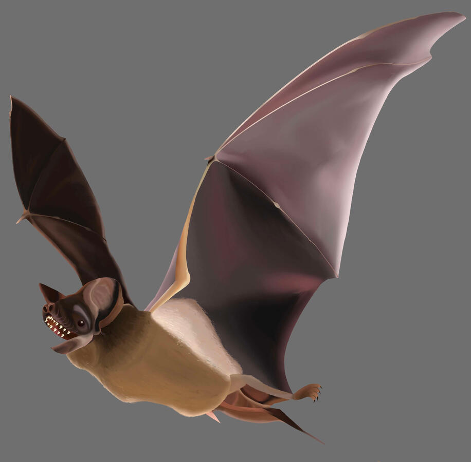 Brazillian Free tailed Bat