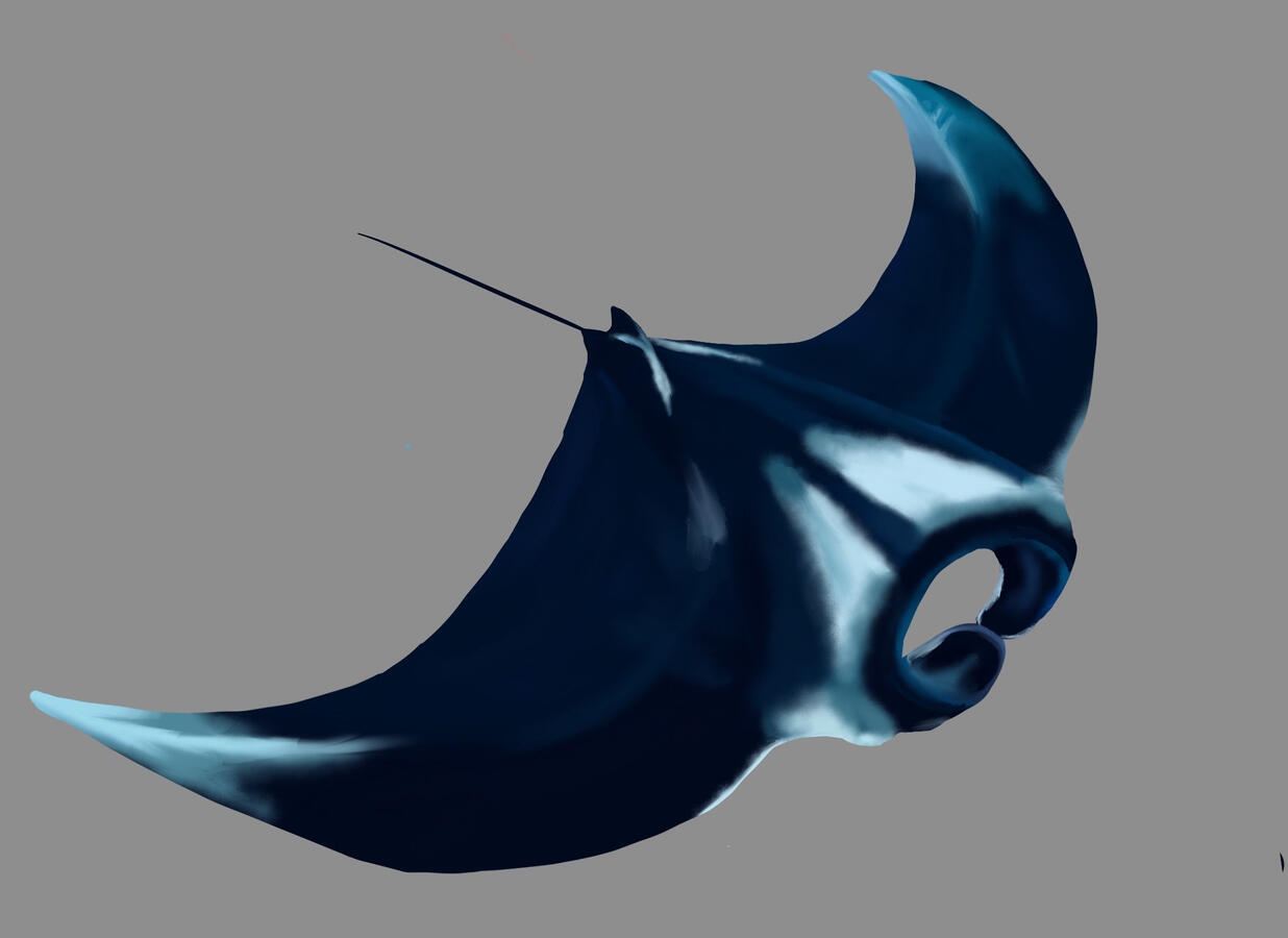 Manta Ray Manta Ray